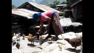 2012 - Chalisegaon 1 (Nepal) - Woman Feeding Chickens