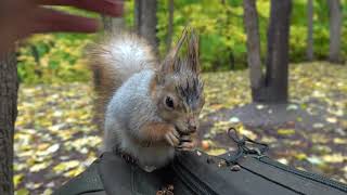 Белка, похожая на Толстую / A squirrel similar to Tolstaya