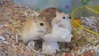 Gerbil Halloween Small Ghost Treat