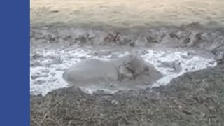 Anak Gajah Teriak Semalaman, Jengkaut Datang Hulur Bantuan