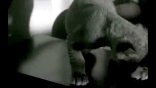 Elton John Circle of life