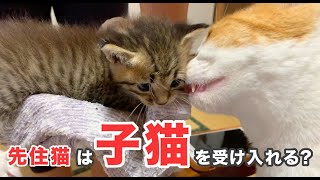 保護した子猫を先住猫は受け入れてくれる？緊張の初対面