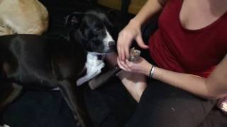 Service Dog Foot Rub Protect the Paws