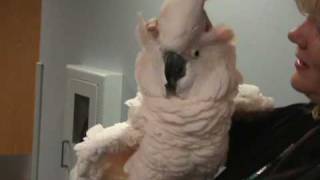 Moluccan Cockatoo