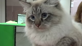ТЕПЛЫЕ КОТЫ - выставка кошек - ТВЕРЬ 2015