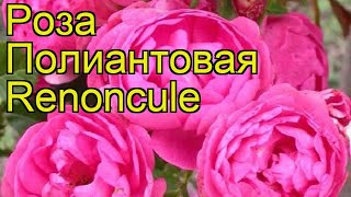 Роза полиантовая Ренокул. Краткий обзор, описание характеристик, где купить саженцы Renoncule