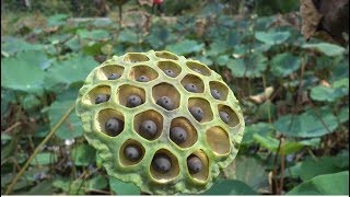 HÁI GƯƠNG SEN VỀ HẦM GIÒ HEO TỨ QUÝ - Em Gái Quê - Bến Tre