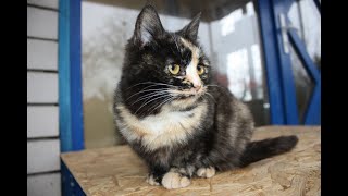 Отдам котенка (девочка) в хорошие руки