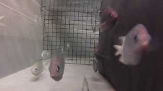 Are fish good athletes?