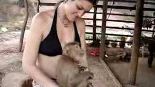 Monkey in Thailand: Sparkles