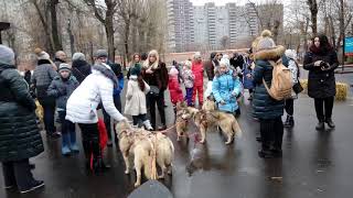 Хаски. Таганский парк 7 января 2018| 8 916 - 702-11-08 Москва