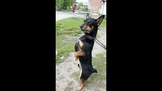 Карликовый пинчер зажигает! Цвергпинчер