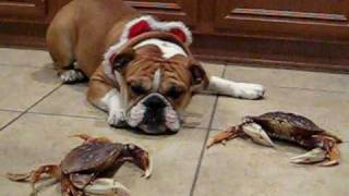 English Bulldog and the crabs