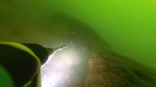 Šamas urve - сом в норе - catfish in cave