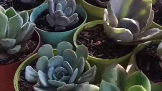 Kaktus dan succulent /sukulen lembang bandung, tangerang, puncak, cipanas  #homedekor