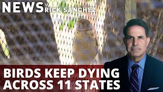 Birds keep dying across 11 states — forever chemicals to blame?