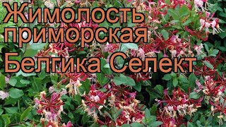 Жимолость приморская Белгика Селект (lonicera) ? обзор: как сажать, саженцы жимолости Белгика Селект