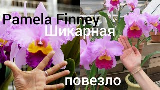 Брассолелиокаттлея Памела Финней