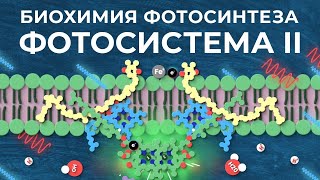 Биохимия фотосинтеза: #1. Фотосистема II [This Glorious Clockwork]