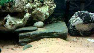 Big royal pleco feeding