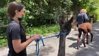 Home Safari – Llama and Alpacas– Cincinnati Zoo