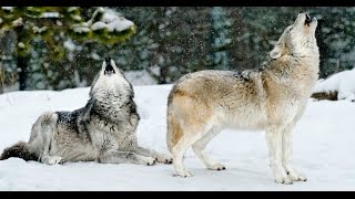 Yellowstone's Winter Wildlife: Wolves & More | Travel Webinar