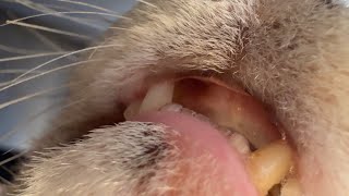 超超至近距離でカワウソの毛や耳や唇を観察してみた！ I observed the otter's fur, ears and lips at very, very close range!