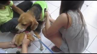 Dog Heat Cycle Beagle Stud Mating Assist Service