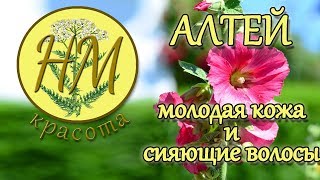 АЛТЕЙ для молодости кожи и блеска волос. Народная медицина.