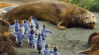 9 Islands Ruled by Creatures