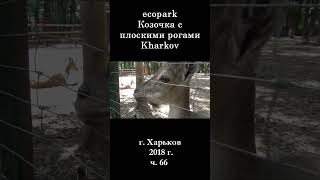  ЭкоПарк Харьков ч.66 / КОЗОЧКА с плоскими рожками / 2018 г #shorts