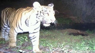 Wild Animals Hulchul in Adilabad Forest - Watch Exclusive