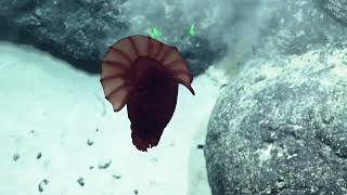 “Headless Chicken Monster” Astounds Scientists | Nautilus Live