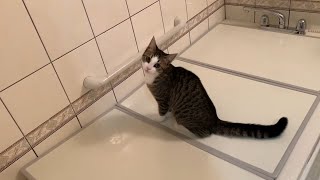 大きいものを咥えるのが得意な猫がかわいい   Cute cat good at putting large things in mouth.