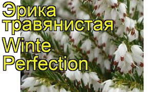 Эрика травянистая Уайт Перфекшн. Краткий обзор, описание характеристик erica carnea Winte Perfection