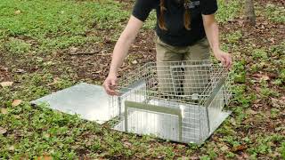 The TOADINATOR Cane Toad Trap Instructional Video