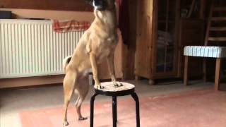 Hunde/Dogs/Tricks Lissjen übt mit Hinterhand drehen/Balance halten