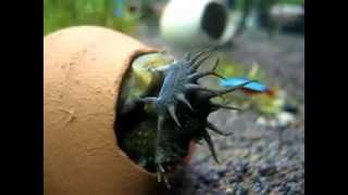 Ancistrus breeding