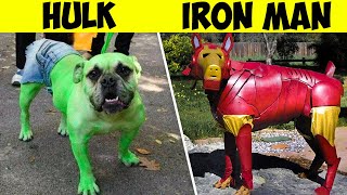 20 Крутых Косплей Костюмов для Животных