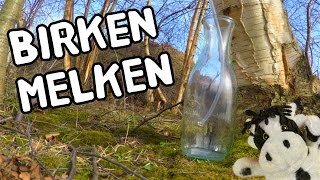 Birken melken – Birkenwasser selber zapfen
