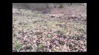 Russian Badges And GOLD!! I FOUND GOLD!!!! (106)