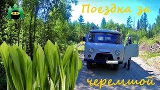 Поездка за Черемшой (Колбой). Хребет Шаман, Верховья Малого Анзаса