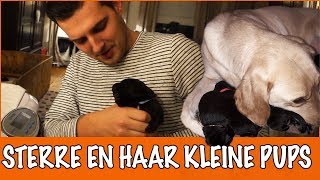 Tijd voor puppies! | DierenpraatTV