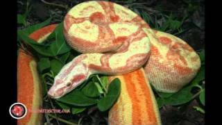 Boa Constrictor Collection Web Video