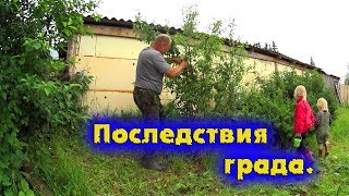 УБИРАЕМ ПЕТУШКОВ//ГРАД ПОБИЛ ОГОРОД//деревенские будни