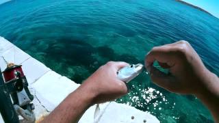 Pecanje ušate - otok Premuda 2015