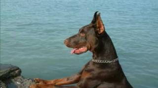 Dobermann