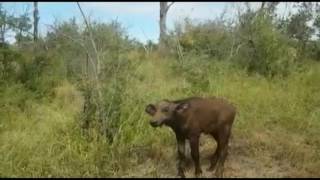 Dramatic lion kill caught on camera at very close range