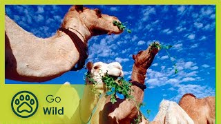 Libyan Sahara Water from the Desert - The Secrets of Nature