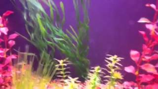 My pet fish!!! Rare!!